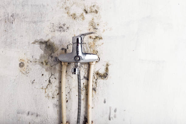 Best Same-Day Mold Removal  in Westover, AL