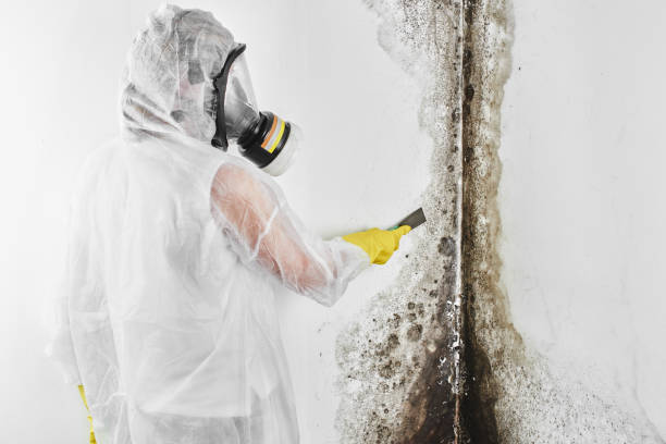 Mold Testing and Removal in Westover, AL