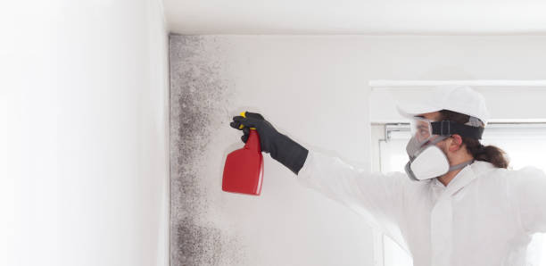 Attic Mold Removal in Westover, AL