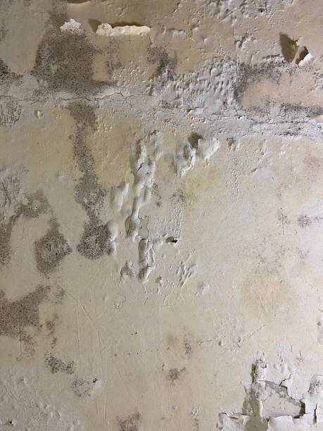 Best Emergency Mold Removal  in Westover, AL